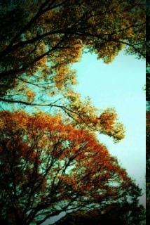 ���ӂ��̂Ƃ�